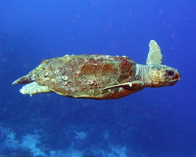 UWBN13-Sea Turtle